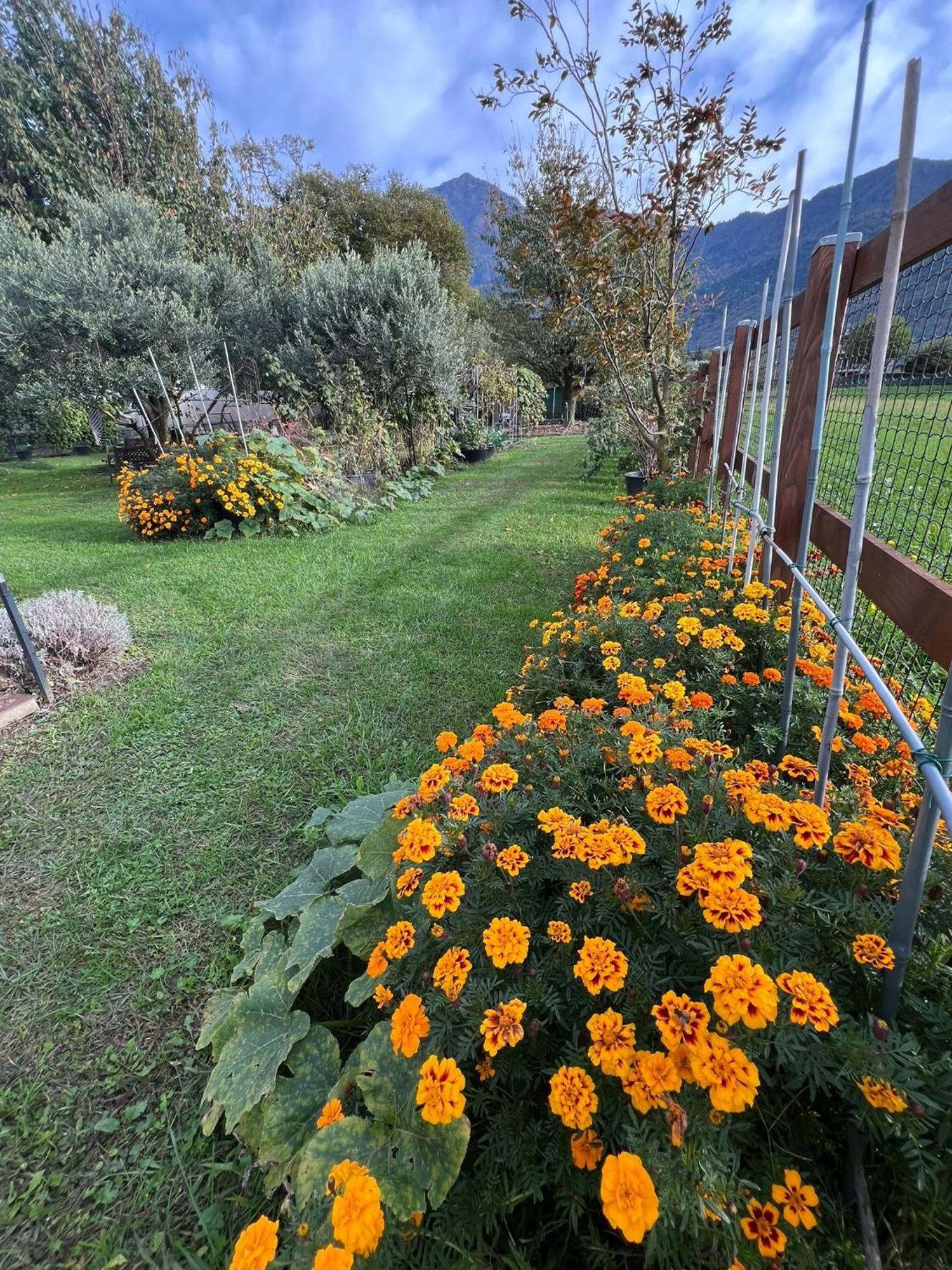 Il Giardino Dei Ciliegi *