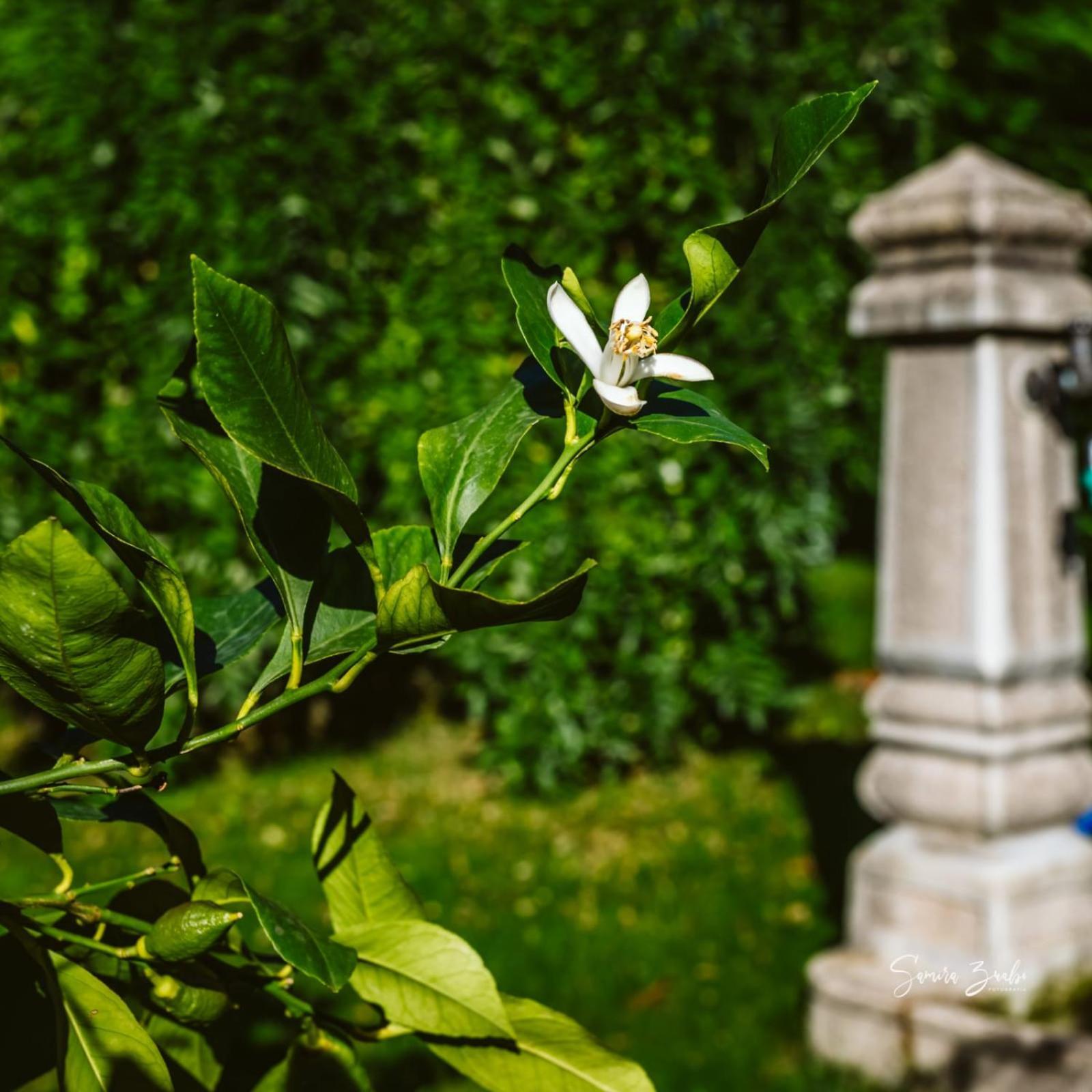 Narciso Frühstückspension *