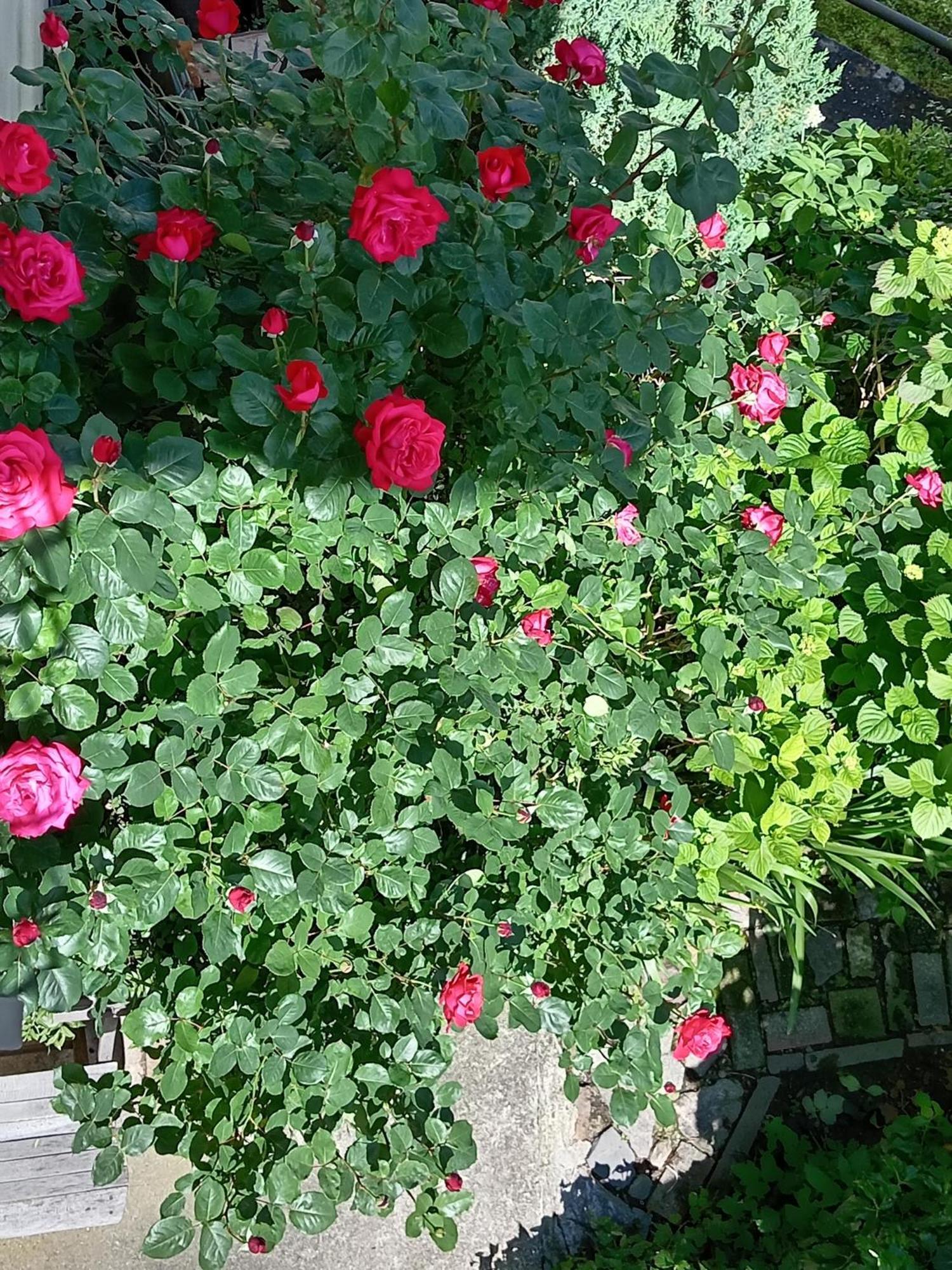 Carlotta House-lt * Bellano
