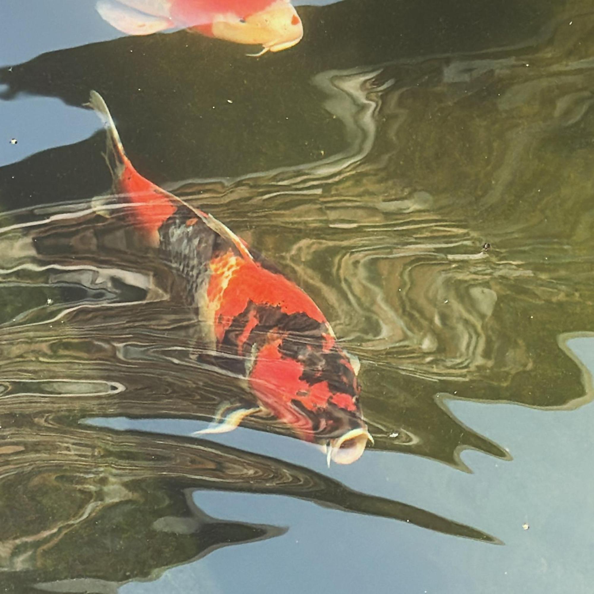Koi Terrazza Sul *