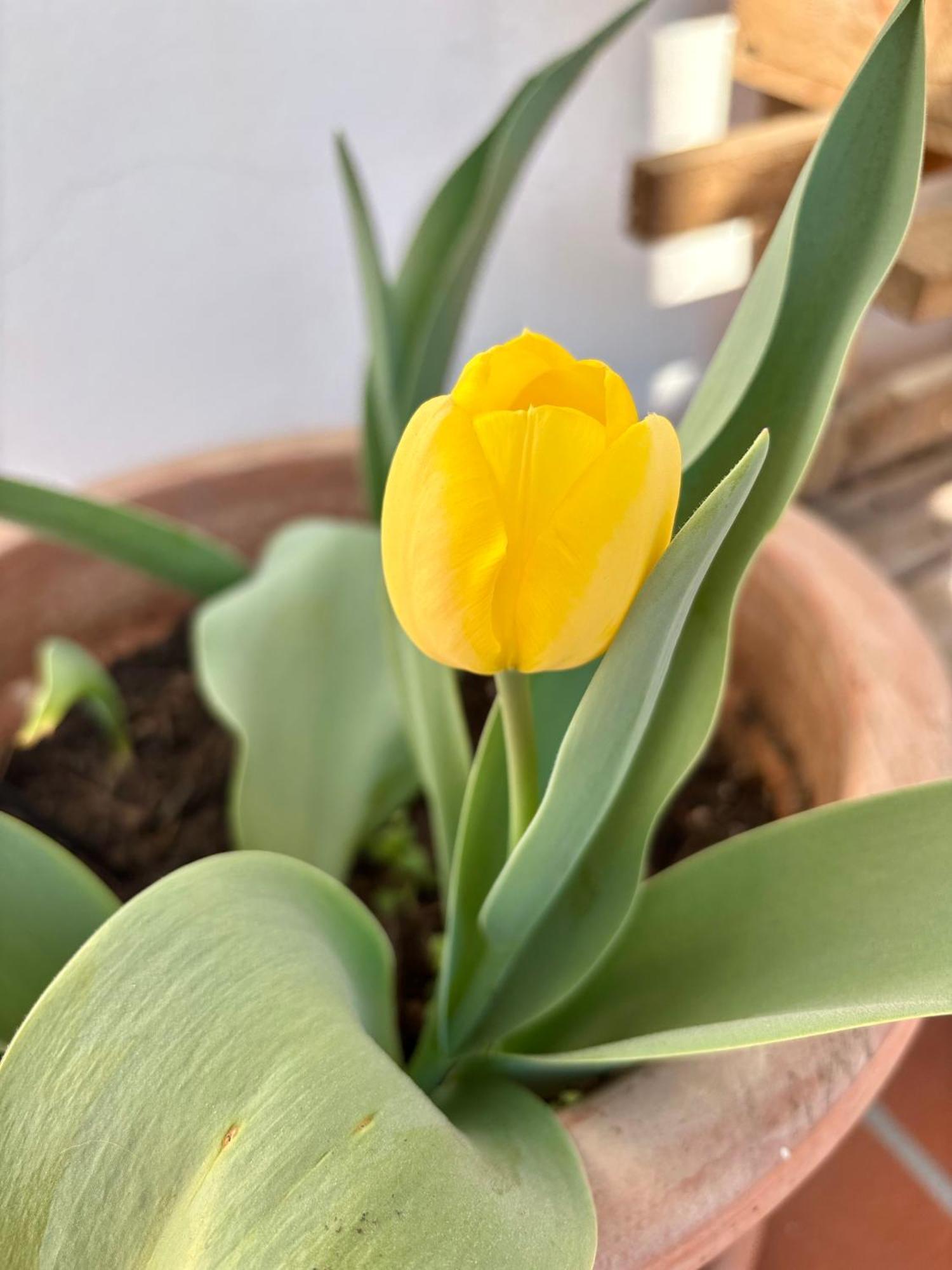 Il Tulipano Bed & Breakfast Como
