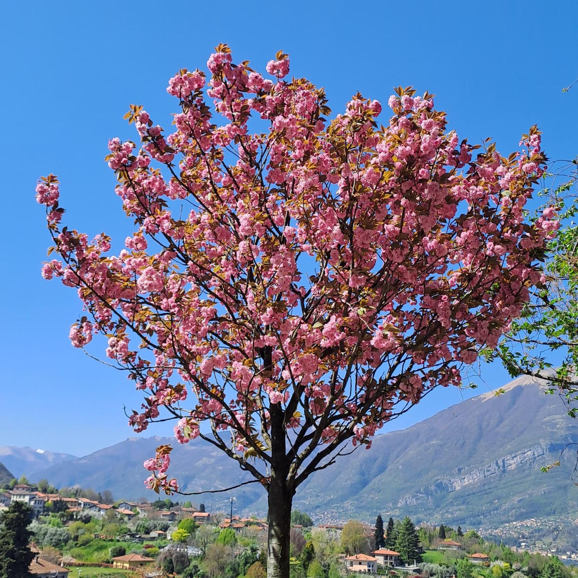 Primula Appartamento