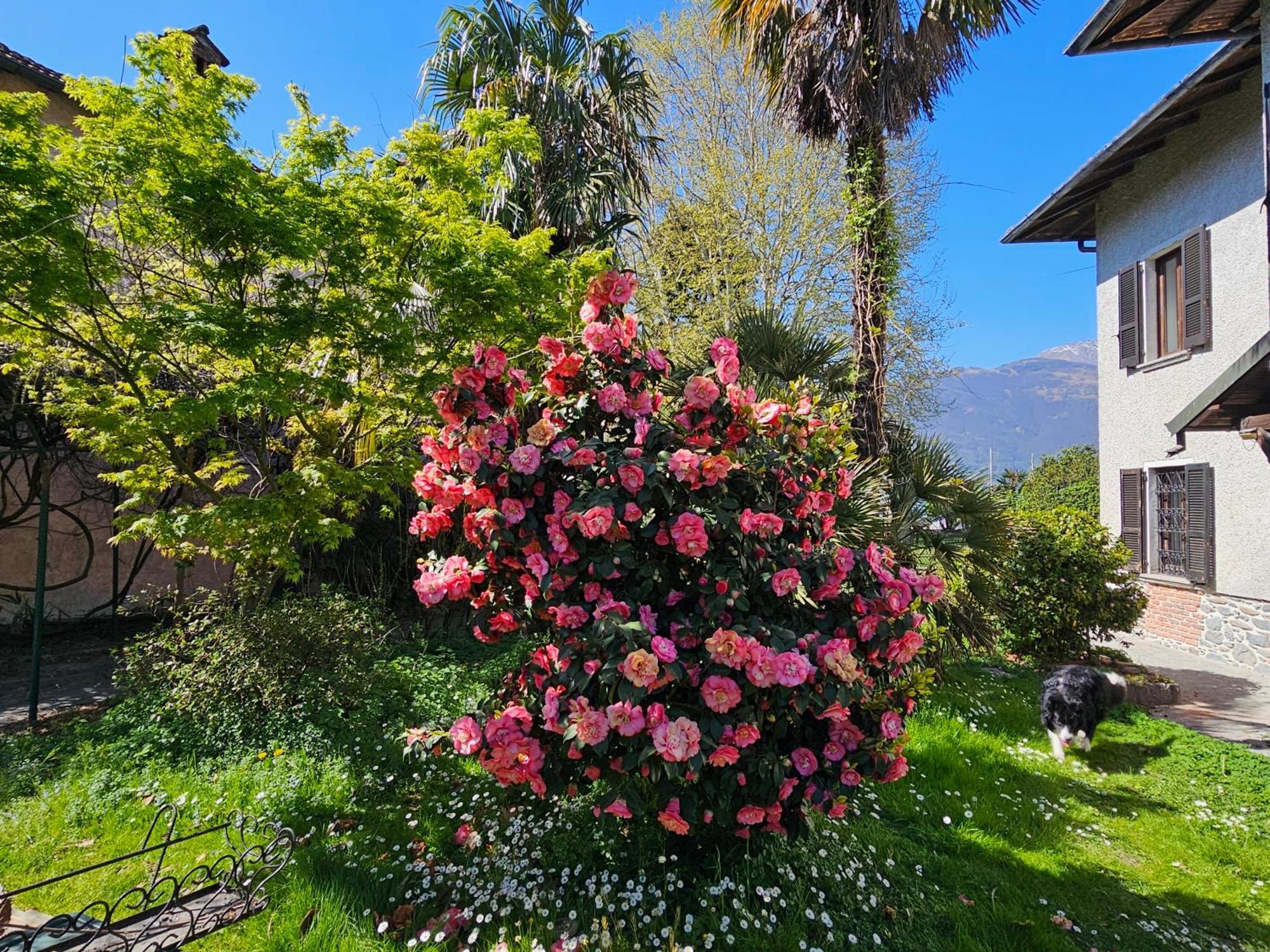 Ground Floor- Pet Friendly Stay-private Garden-parking-lake View - Bike Friendly House Apartment Colico