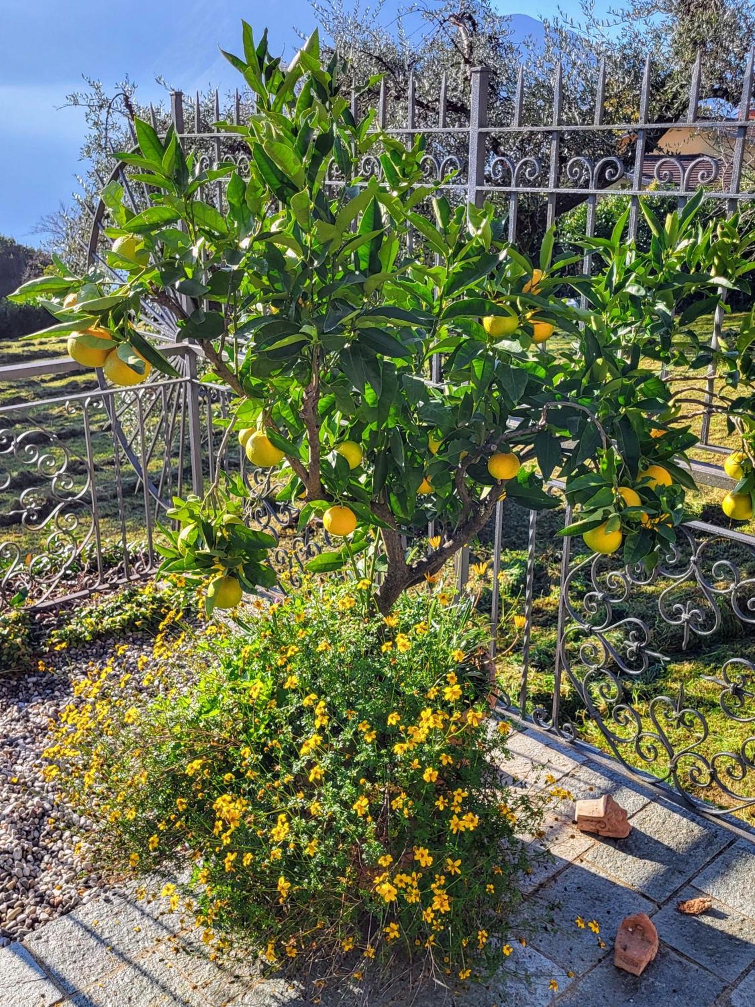 Appartamento Casa Intignano - Con Terrazzo Vista Tremezzo