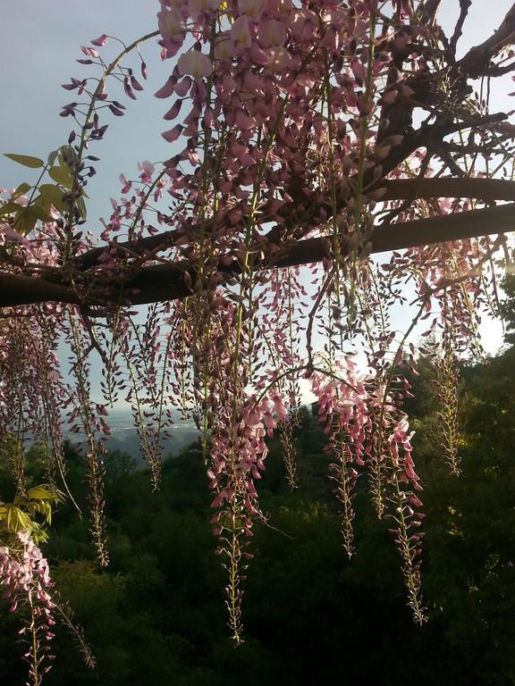 Casa Vacanze Le Violette * Brunate