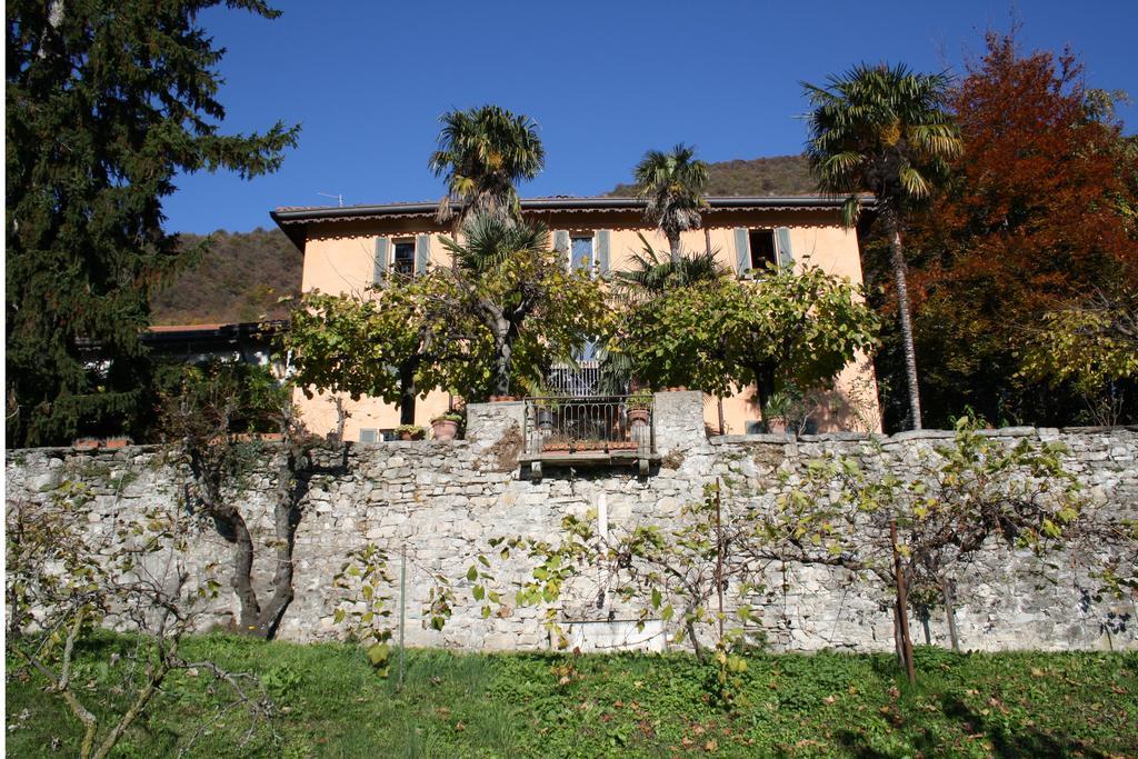 Antico Glicine *