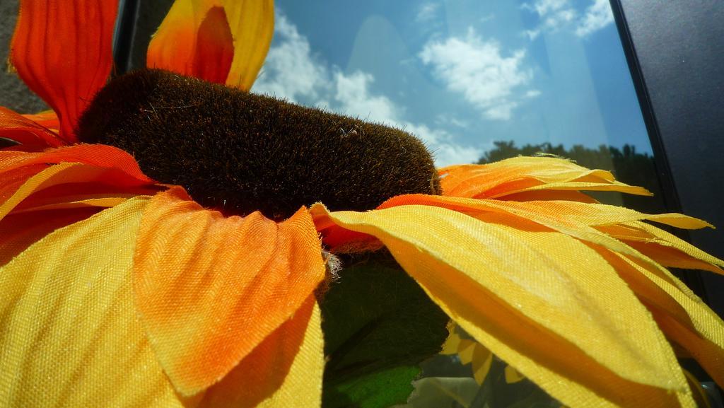 Apartment Il Girasole