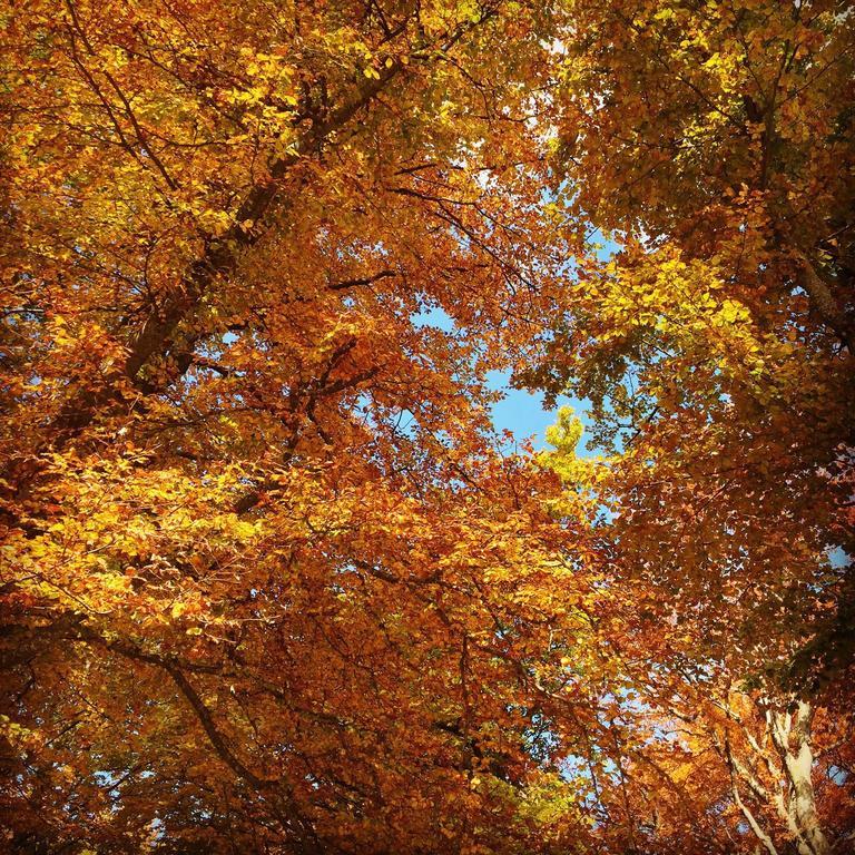 Casa Sull'albero Malgrate