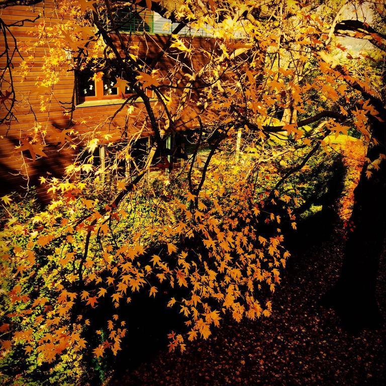 Guest house Casa Sull'albero 4*