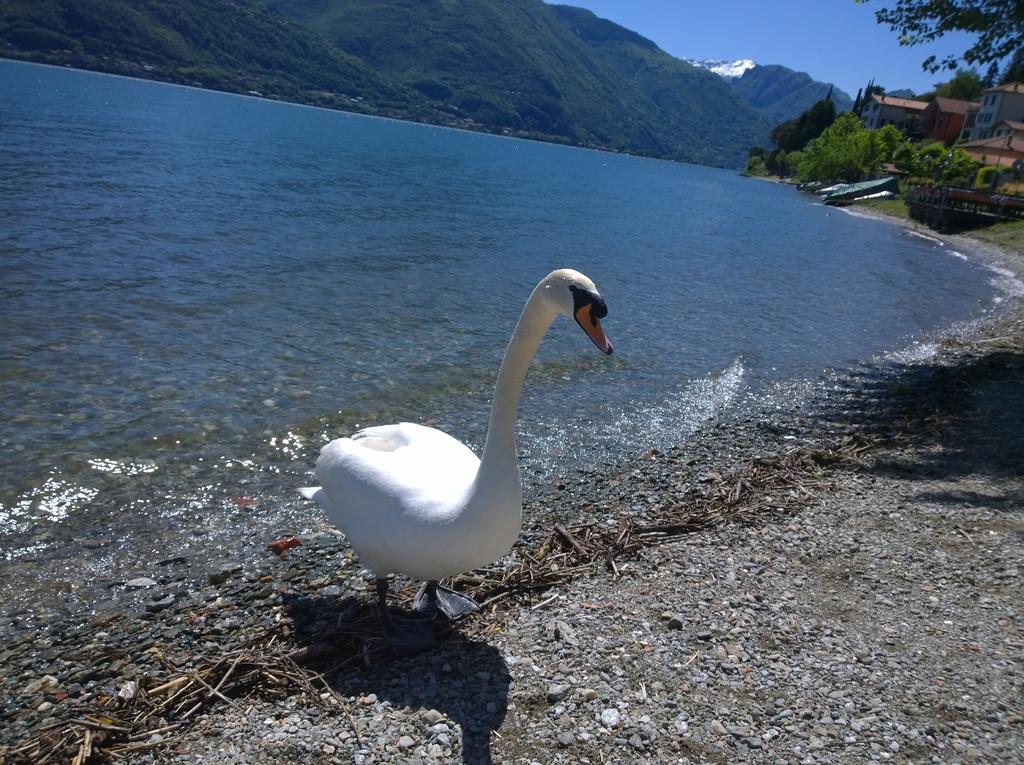 Venanzio! * Pianello Del Lario