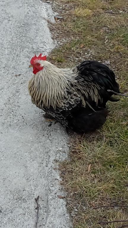 Bauernhof Botton D'oro *