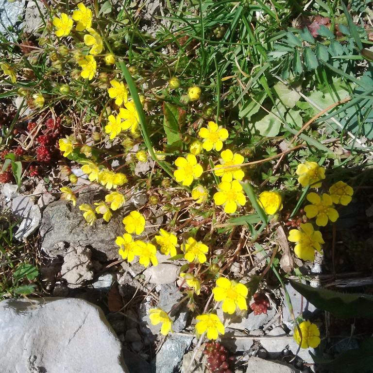 Cadorna Bed & Breakfast Veleso