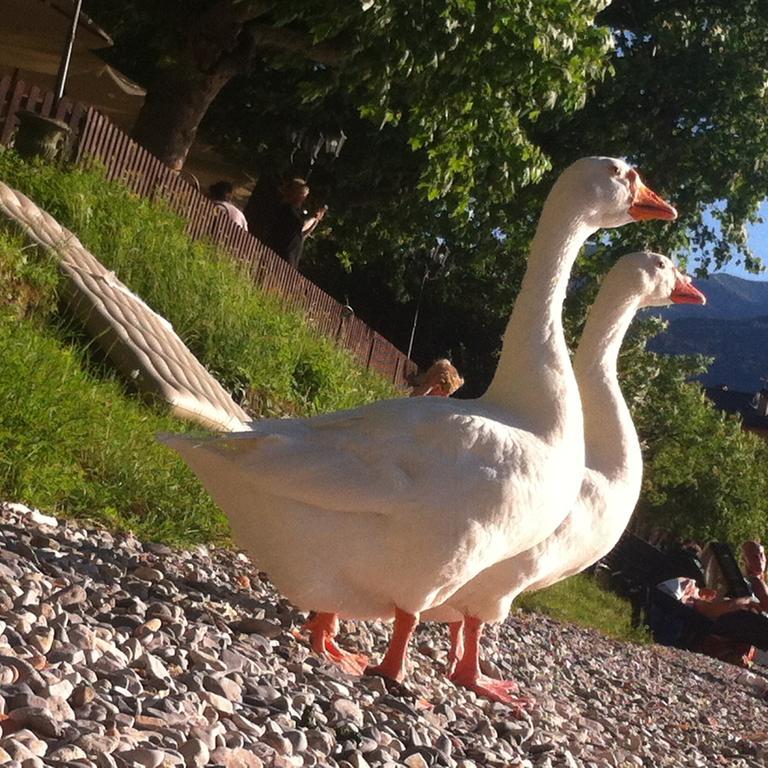 Bed & Breakfast Le Ortensie -lago Di Como Lierna