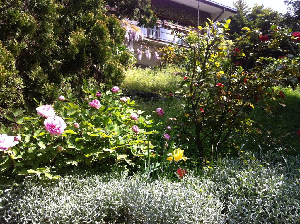 Le Ortensie -lago Di Como Bed & Breakfast