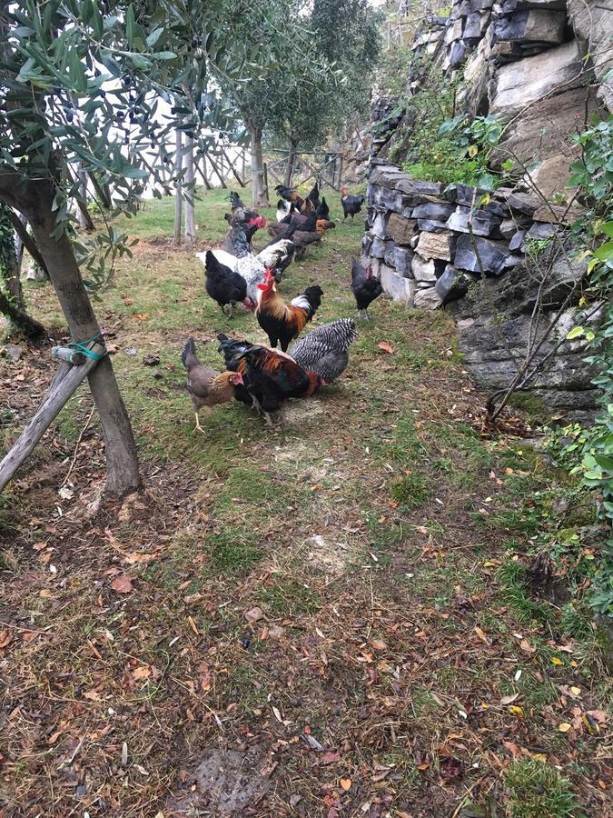 Holiday home Castagna Nesso