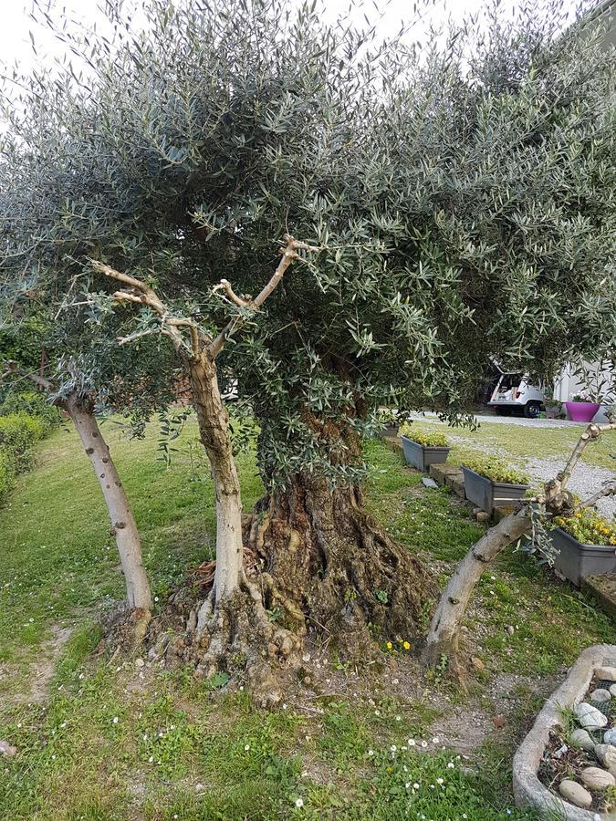 Bed & Breakfast Ai Due Vecchi Ulivi 3*