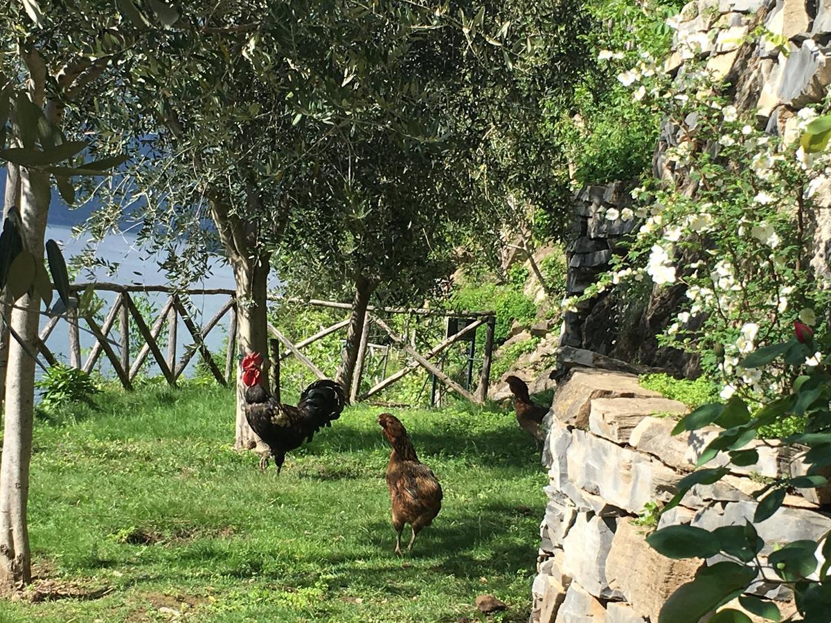 Castagna Holiday home Nesso