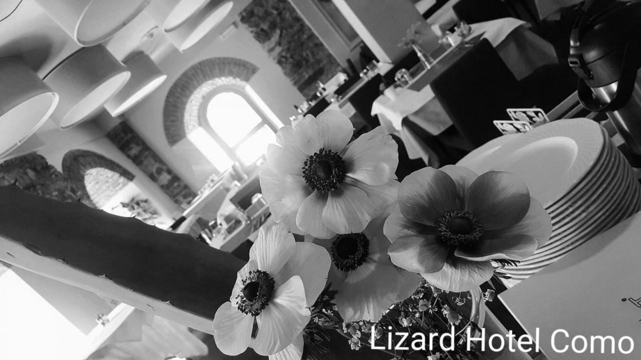 Lizard Como