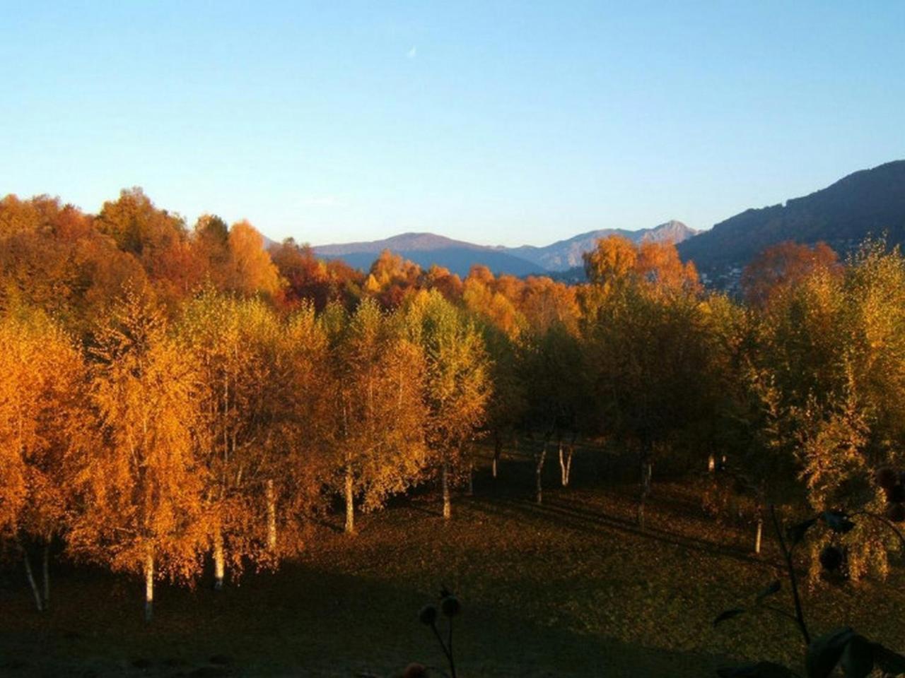 Il Castagno *