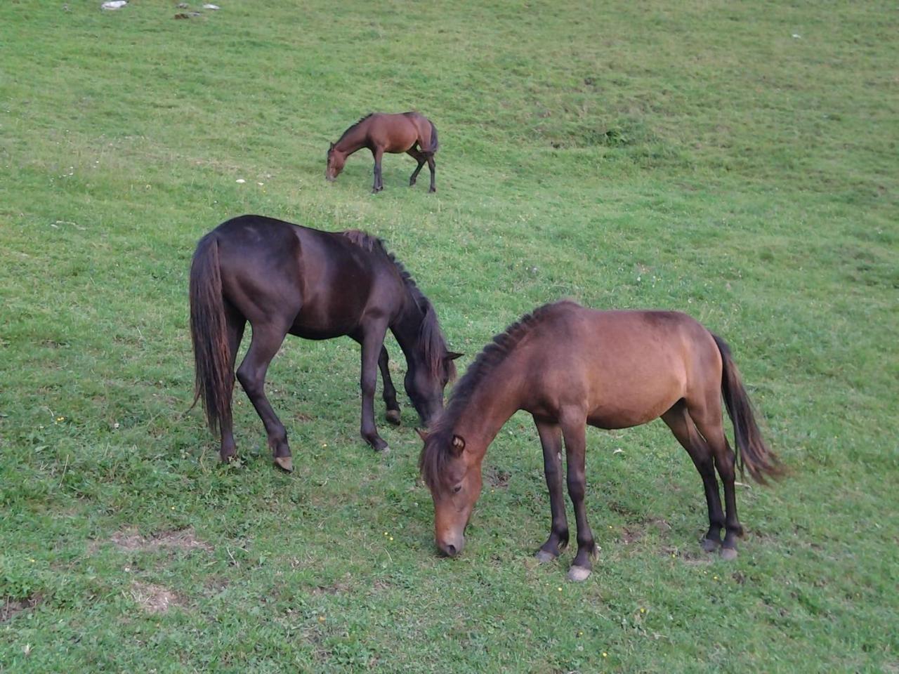 Farm stay Le Radici San Fedele Intelvi