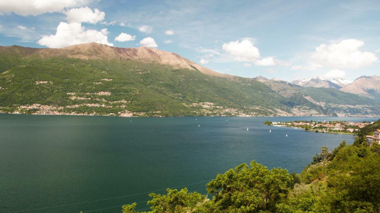 Lake Como- Olive Tree