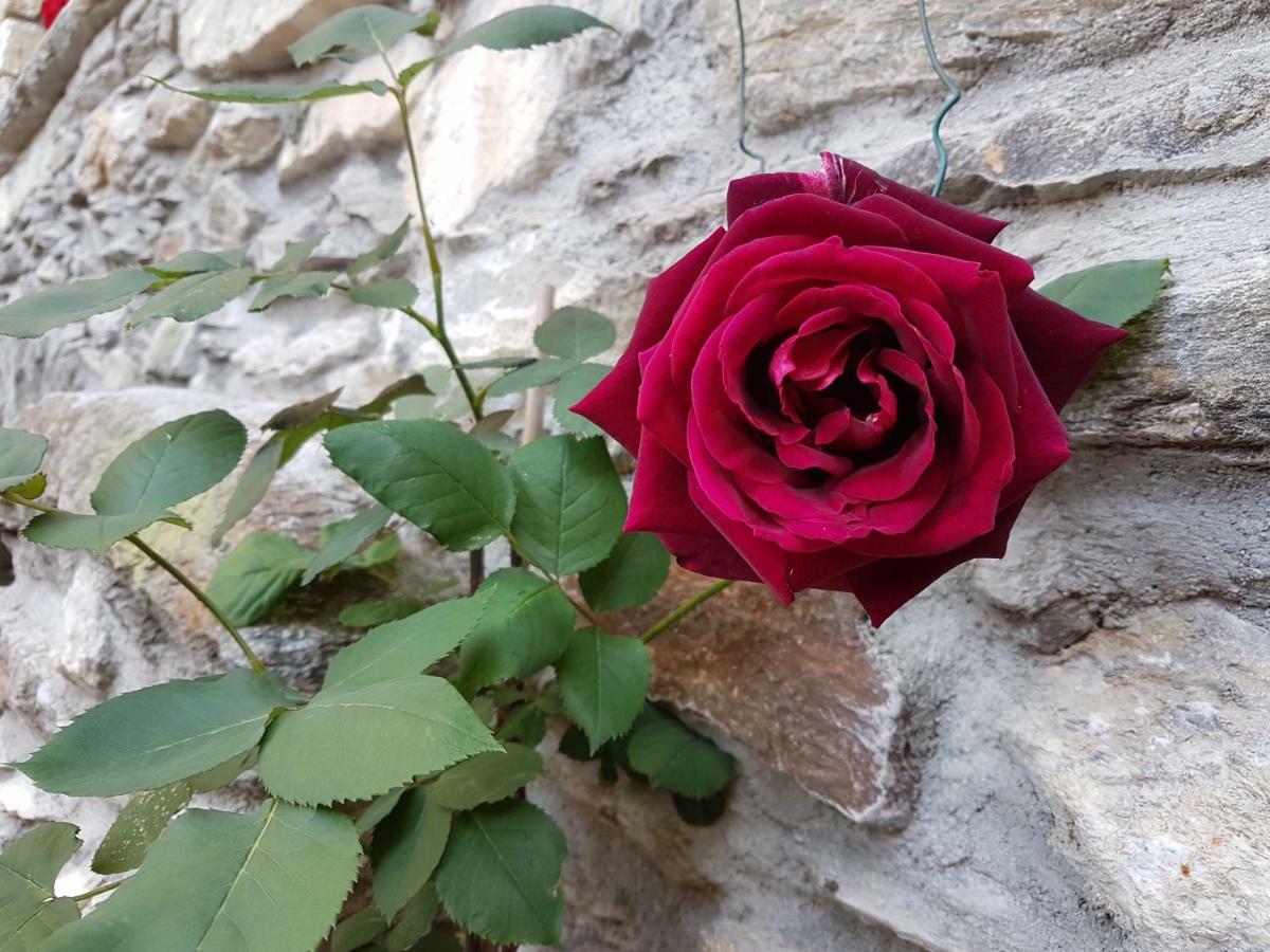 Il Torchio Musso