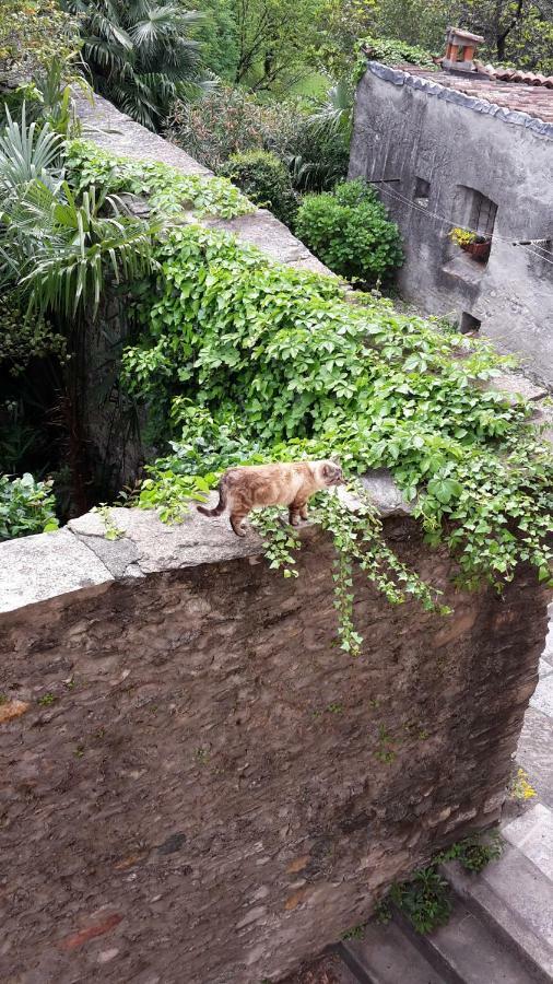 Apartment House Of Cats