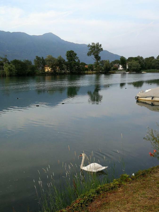Laurus Ivan Dubino