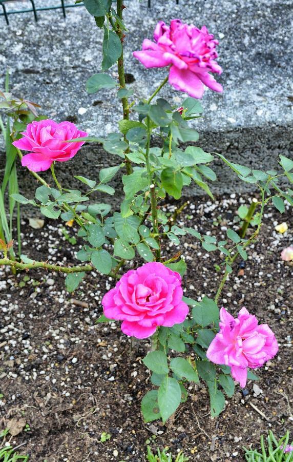 Giardino Fiorito *