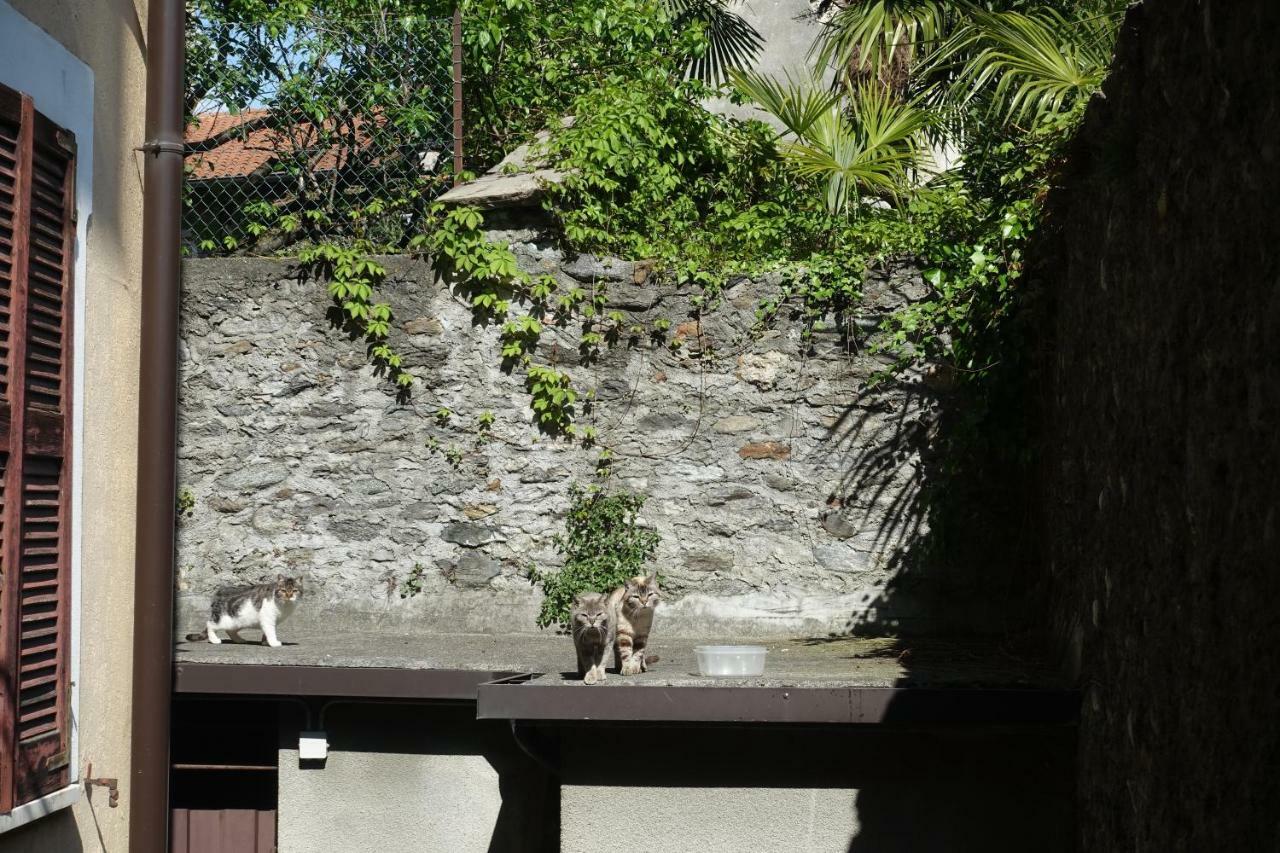 House Of Cats *