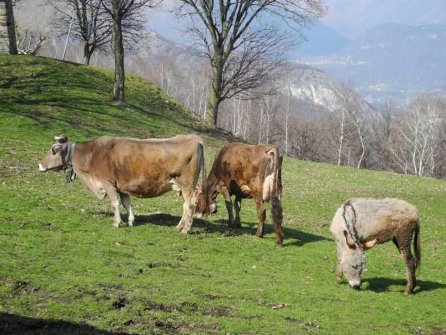 Piccolo Paradiso * Pianello Del Lario