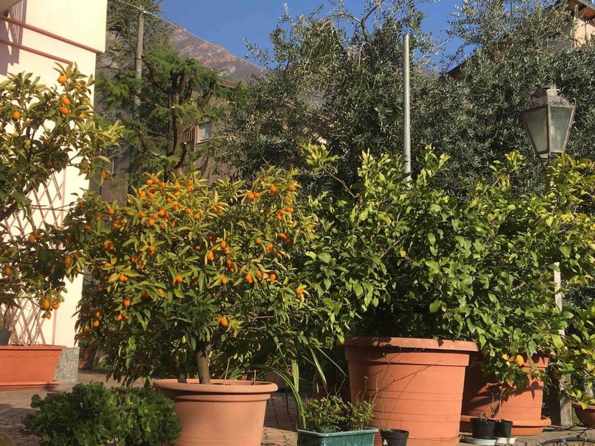 La Casa Degli Ulivi Lierna