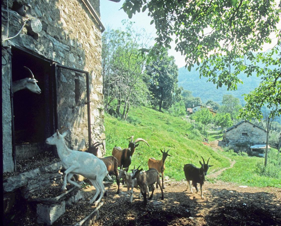 Farm stay Al Marnich *
