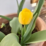 B&B Il Tulipano