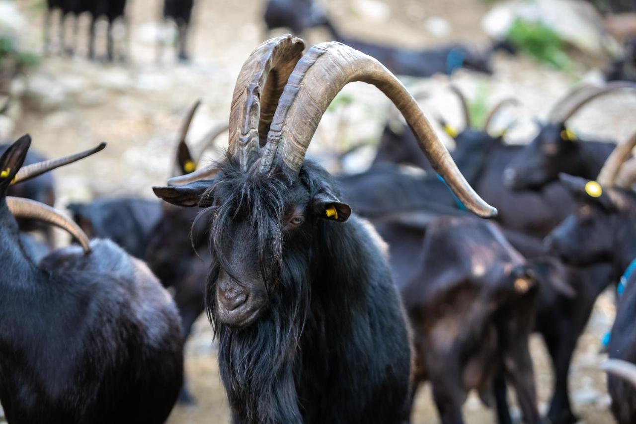 Le Radici Alloggio per agriturismo *
