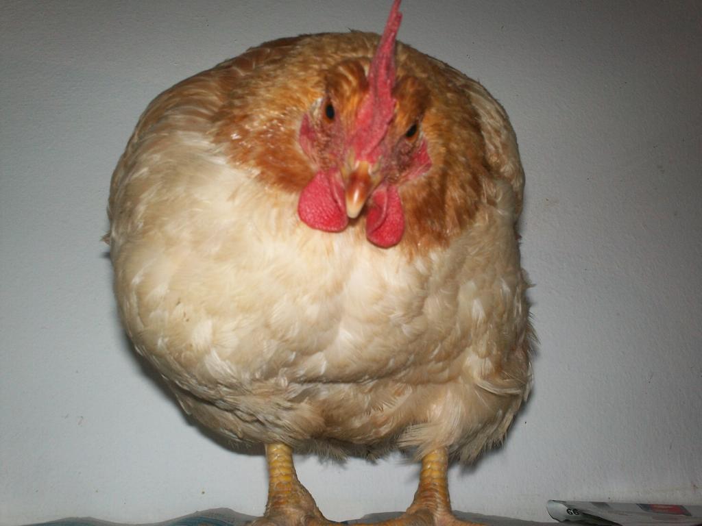 Bed & Breakfast B&B Agrifarm Calolziocorte