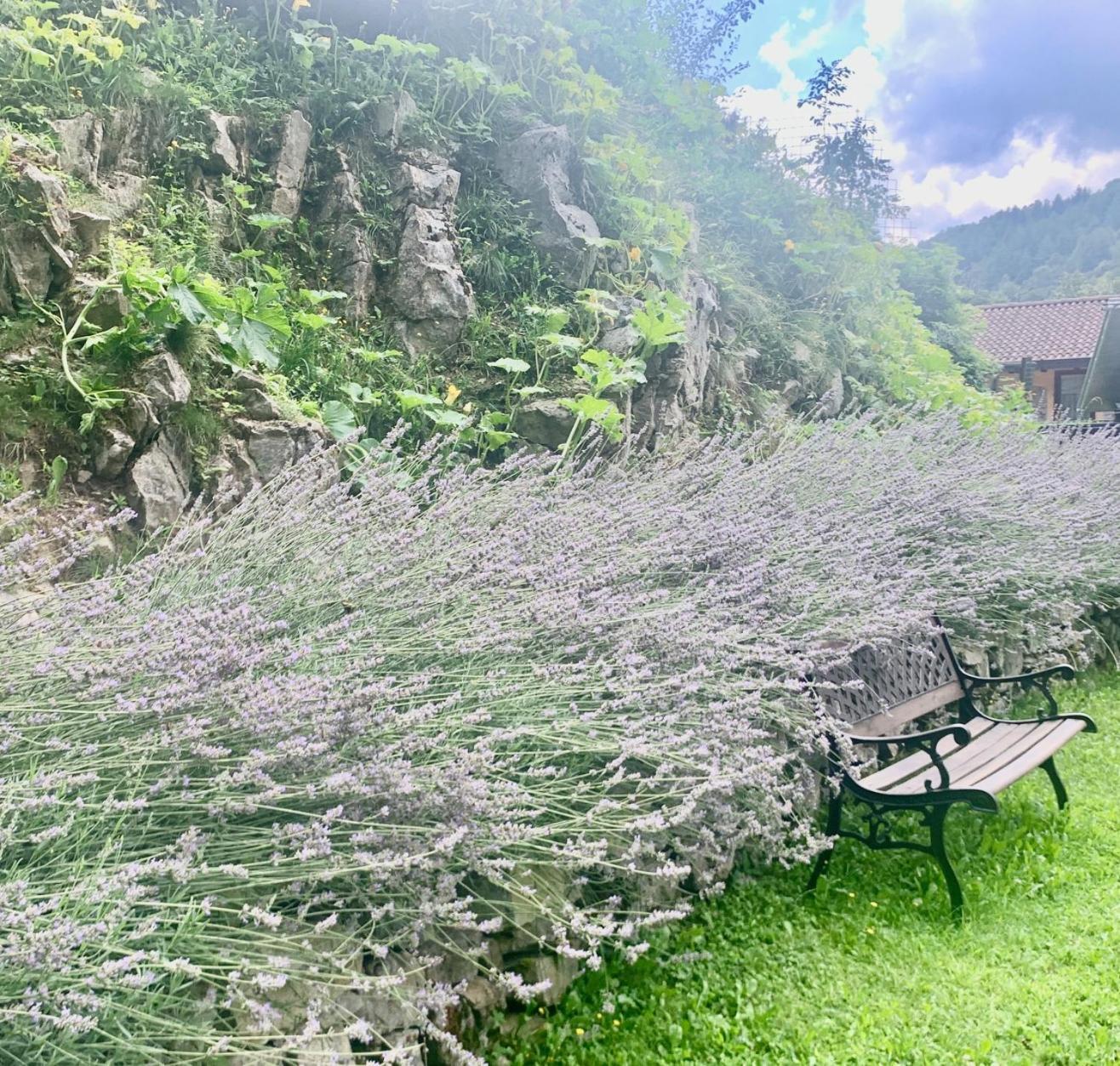 Farm stay Agriturismo Il Talento Nella Quiete *