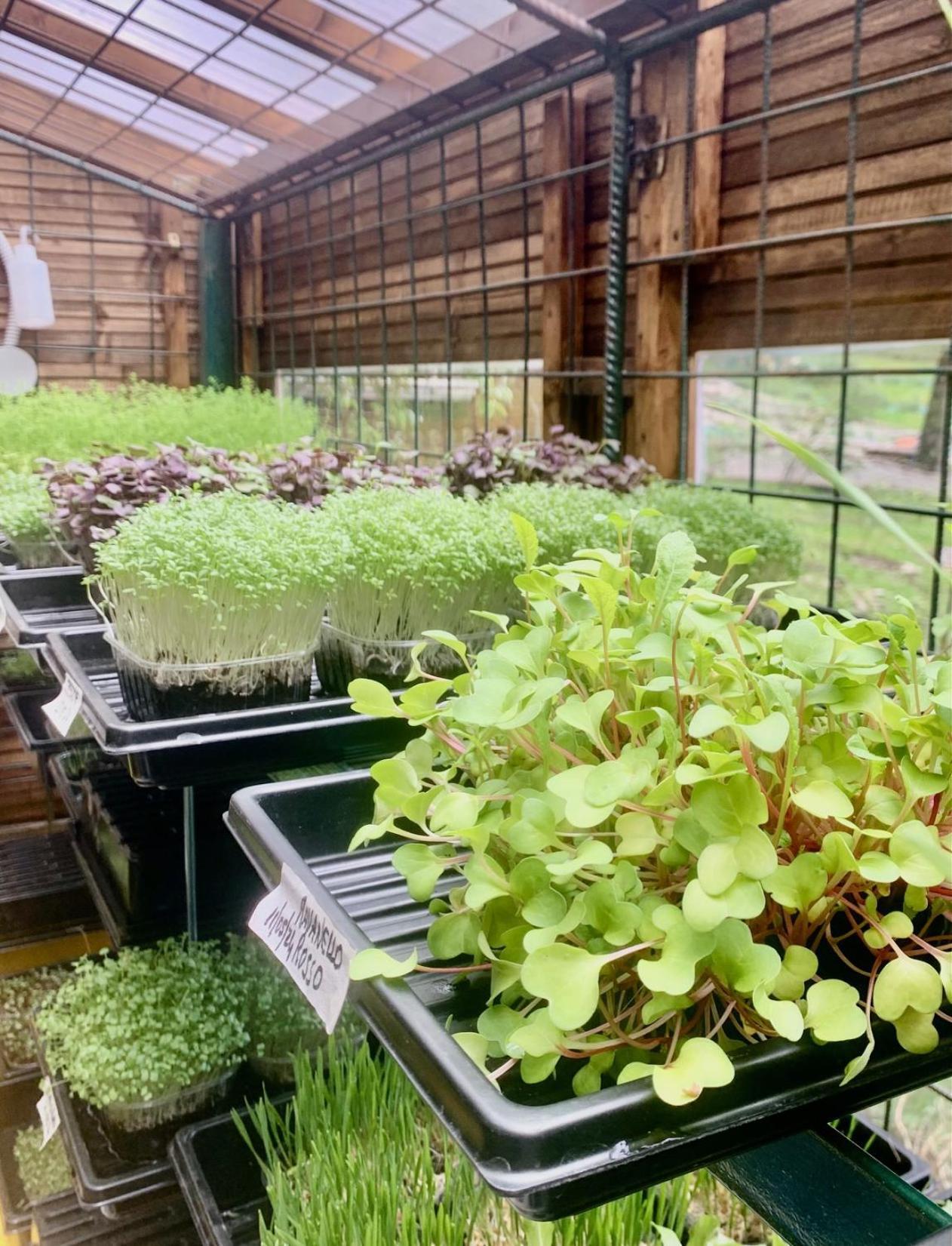 Agriturismo Il Talento Nella Quiete *