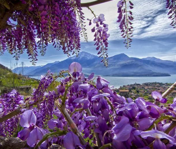 Appartamento Mit Blick Auf Den Comer Gravedona