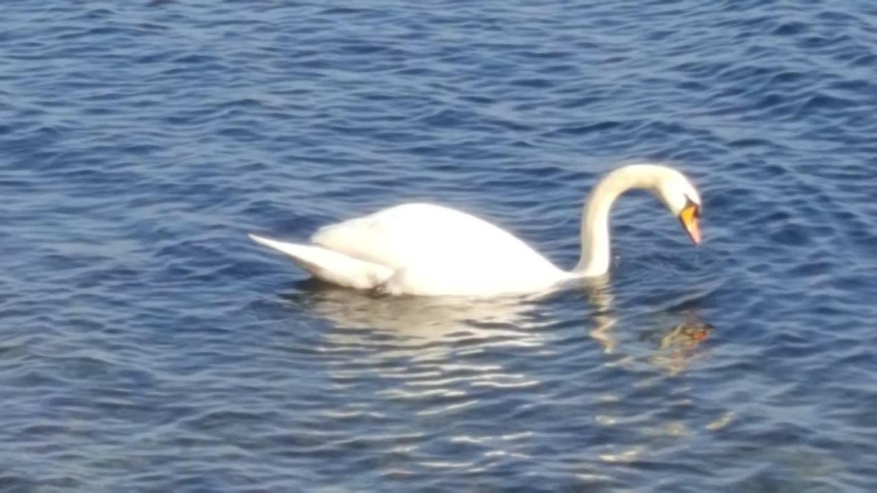 Giglio Il Maniero * Domaso