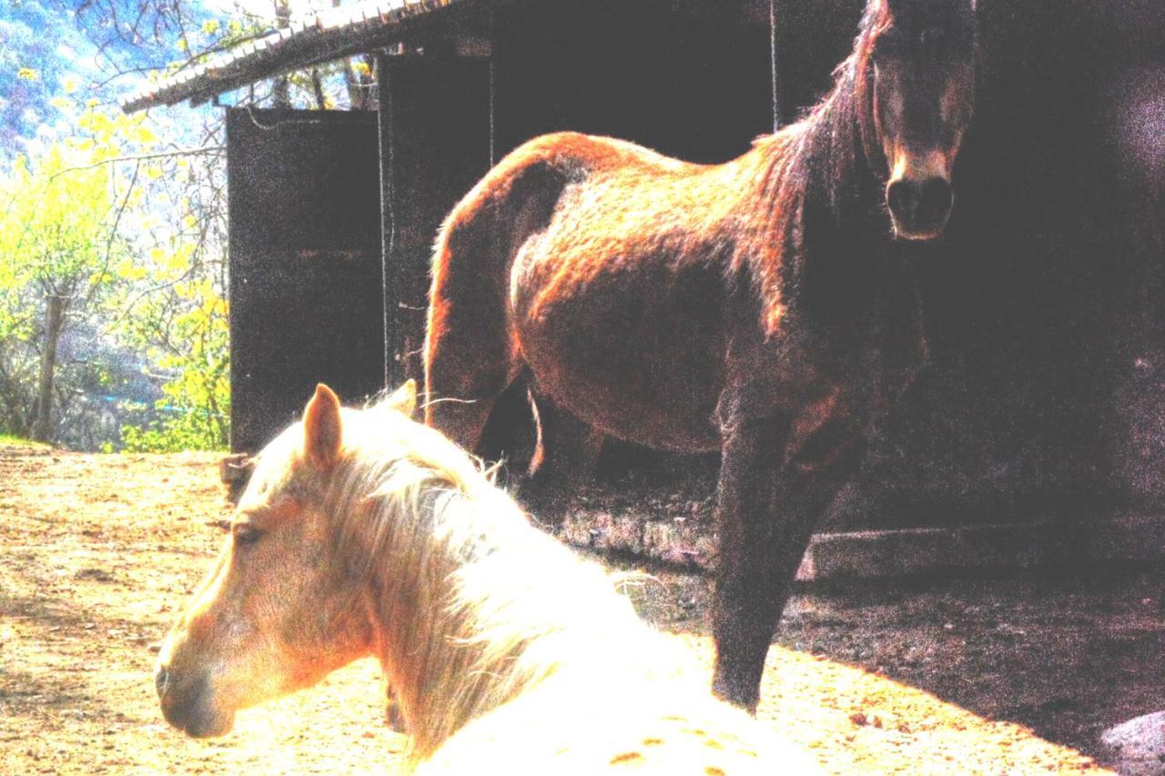 Farm stay Cascina Del Sole