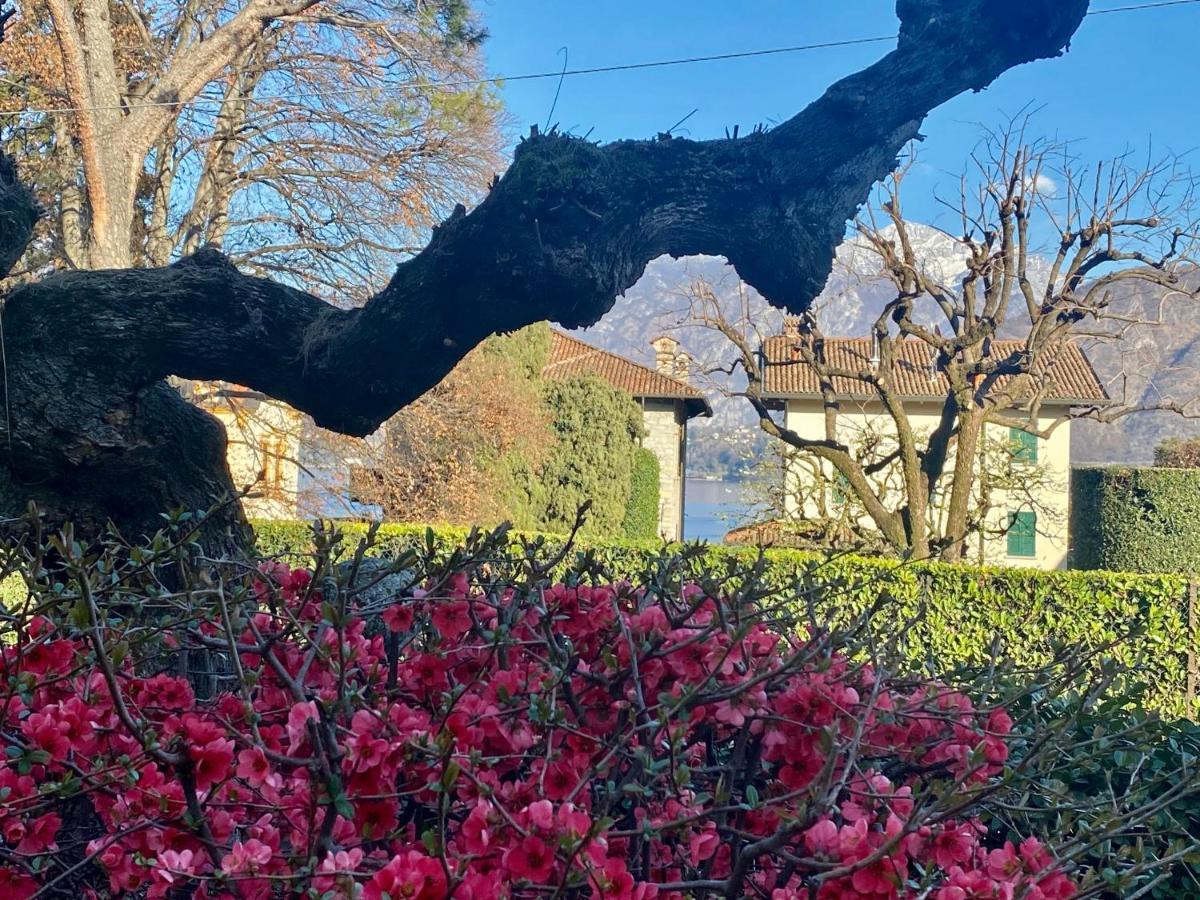 Magnolia - *