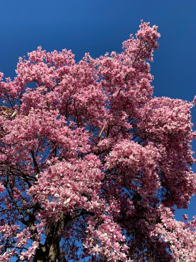Ferienhaus La Magnolia Calolziocorte