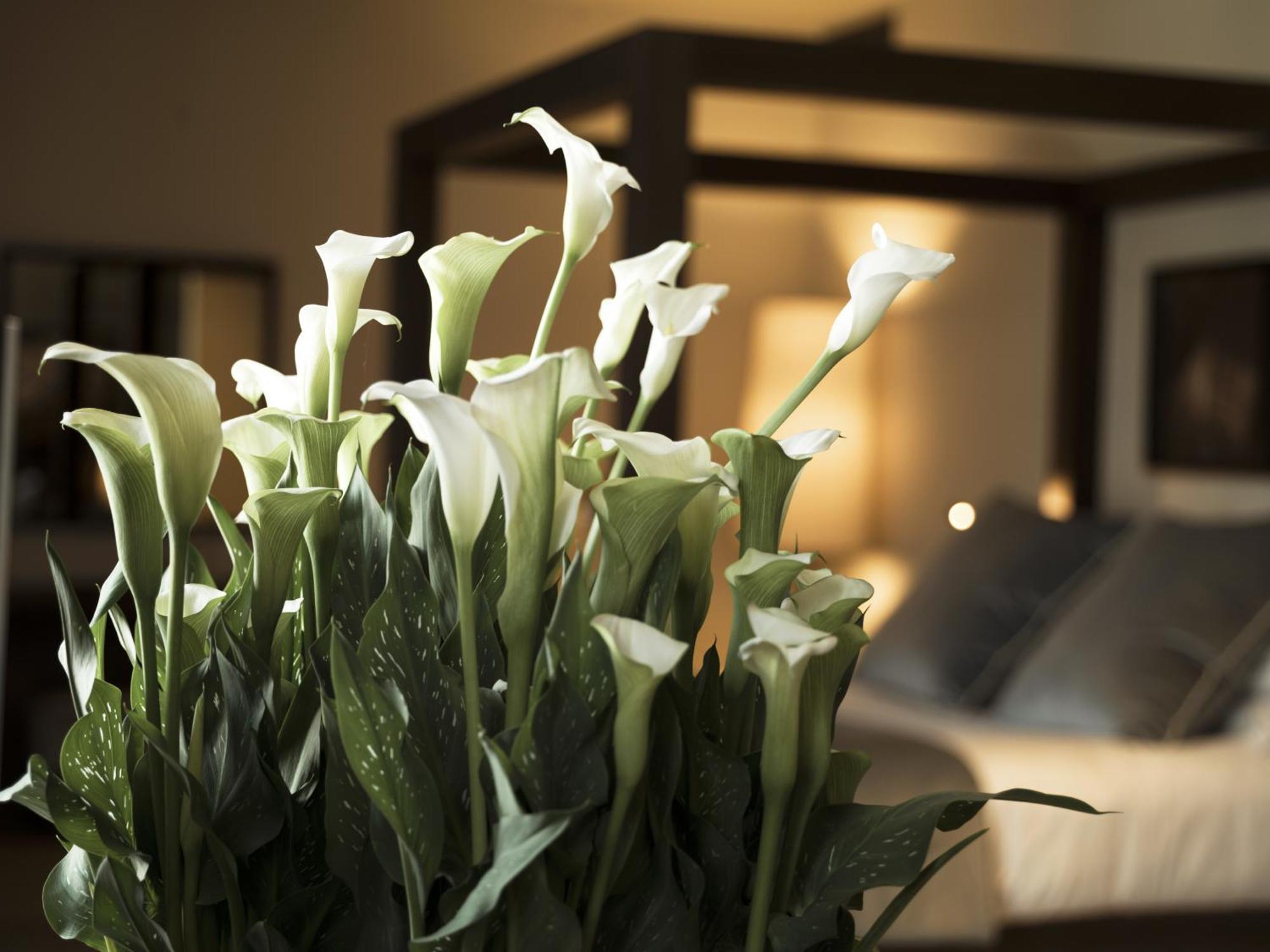 Filario & Residences