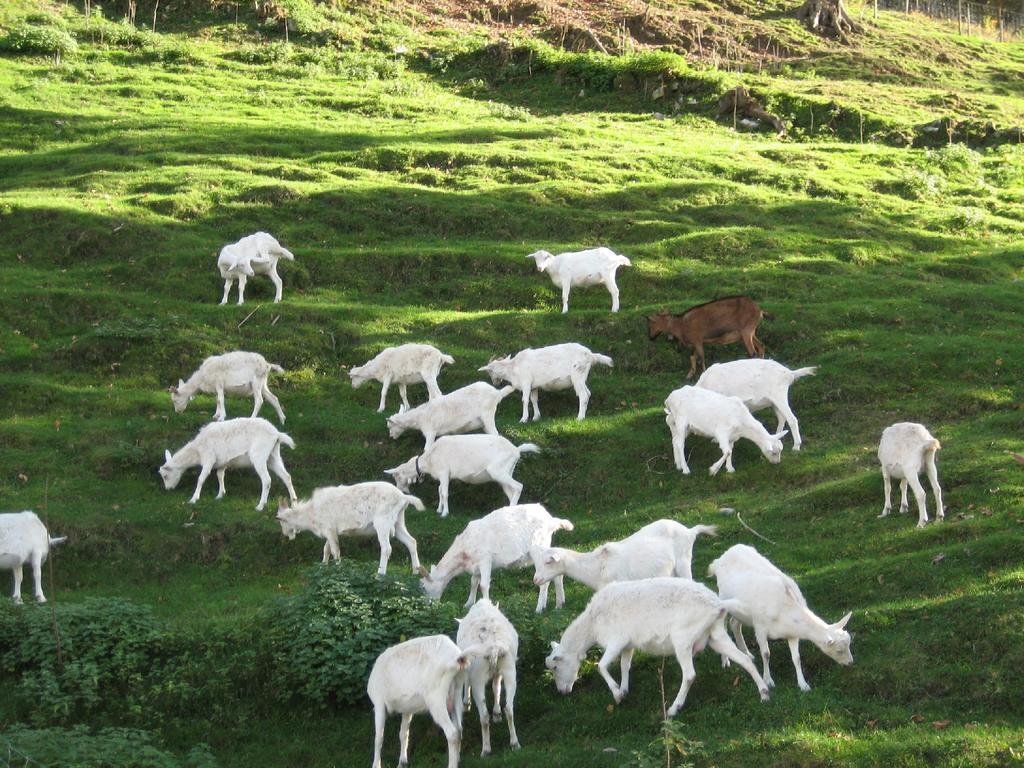 Al Marnich Farm stay *