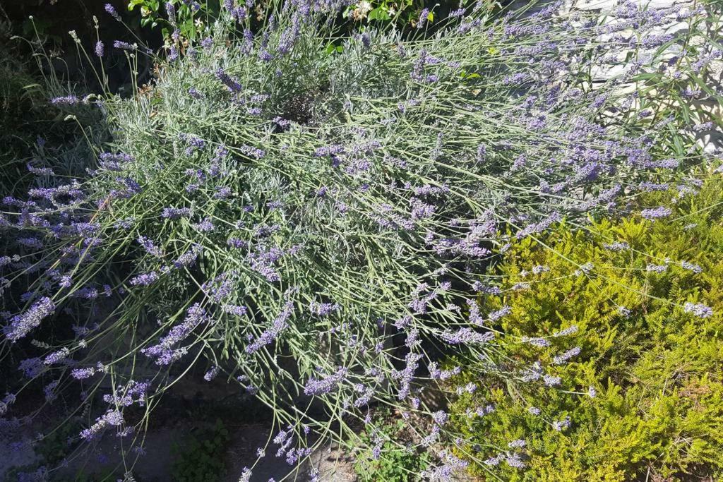 Ca'verde Holiday home Carate Urio